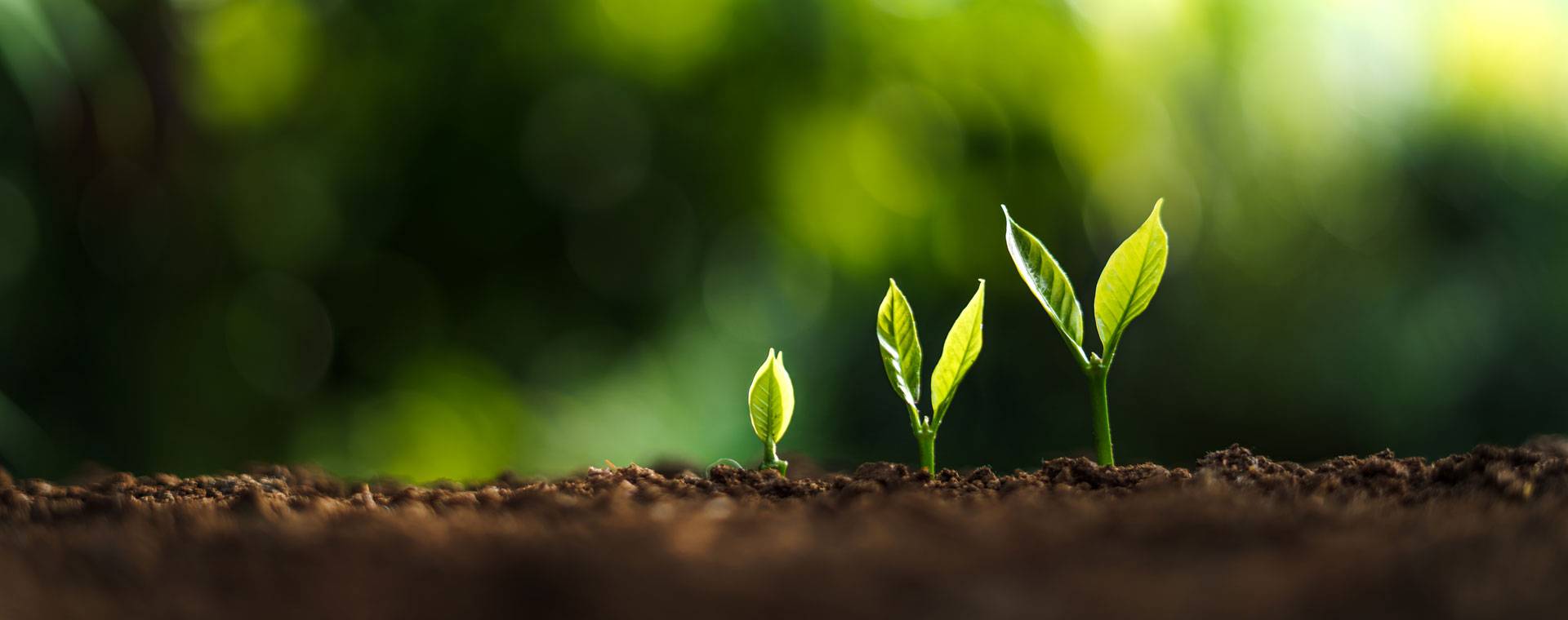 Quelle: ArtRachen01 – istockphoto.com, istockphoto.com, ArtRachen01, 1321636150 drei Blätterpaare sind frisch aus der Erde gewachsen, darüber Text mit der Jahreslosungdrei Blätterpaare sind frisch aus der Erde gewachsen, darüber Text mit der Jahreslosung von 2026: Siehe ich mache lles neu (Offb. 21,5)